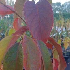 Schwarzer Tupelobaum Nyssa Sylvatica -Obstgartenliebe Geschaft Tupelobaum herbstf rbung