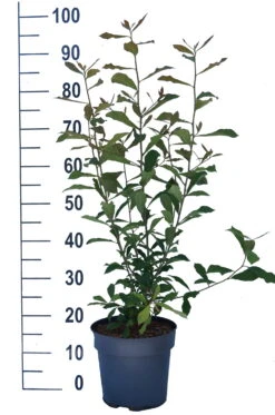 Schwarzer Tupelobaum Nyssa Sylvatica -Obstgartenliebe Geschaft Tupelobaum weiss