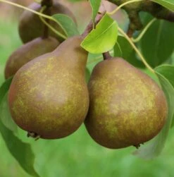 Uta Pyrus Communis `Uta´ -Obstgartenliebe Geschaft Uta