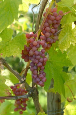 Vanessa (kernlos), Pilzfeste Weinrebe Vitis `Vanessa´ 7 Vanessa (kernlos), Pilzfeste Weinrebe Vitis `Vanessa´ -Obstgartenliebe Geschaft Vanessa 2