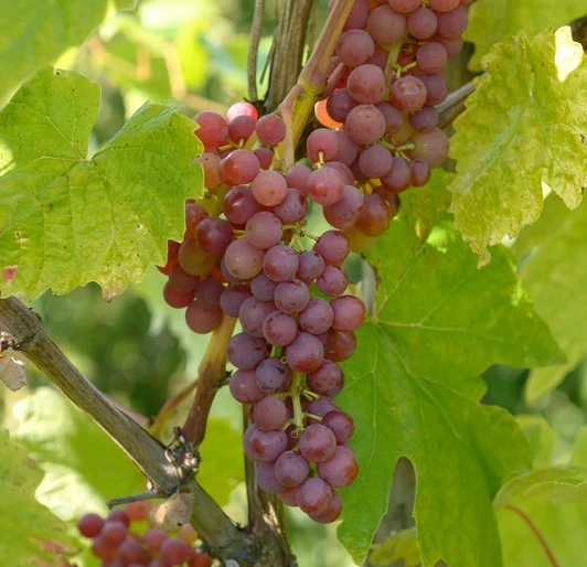 Vanessa (kernlos), Pilzfeste Weinrebe Vitis `Vanessa´ 1 Vanessa (kernlos), Pilzfeste Weinrebe Vitis `Vanessa´