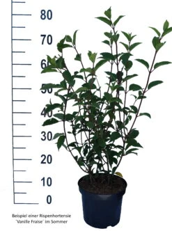 Rispenhortensie `Vanille-Fraise´ Hydrangea Paniculata `Vanille Fraise´ -Obstgartenliebe Geschaft Vanille Fraise weiss