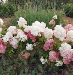 Rispenhortensie `Vanille-Fraise´ Hydrangea Paniculata `Vanille Fraise´ -Obstgartenliebe Geschaft Vanille Fraise22