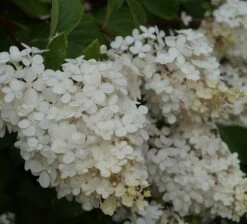 Rispenhortensie `Vanille-Fraise´ Hydrangea Paniculata `Vanille Fraise´ -Obstgartenliebe Geschaft Vanille fraise Juli