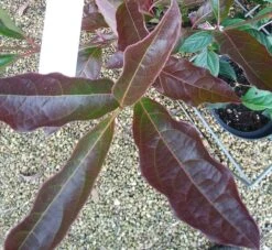 Amerikanischer Schneeball `Brandywine´ Viburnum Nudum `Brandywine´ 12 Amerikanischer Schneeball `Brandywine´ Viburnum Nudum `Brandywine´ -Obstgartenliebe Geschaft Viburnum Brandywine Herbstf rbung