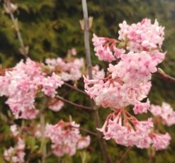 Duftender Winterschneeball `Dawn´ Viburnum Bodnantense `Dawn´ -Obstgartenliebe Geschaft Viburnum Dawn2