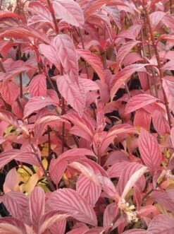 Duftender Winterschneeball `Dawn´ Viburnum Bodnantense `Dawn´ -Obstgartenliebe Geschaft Viburnum bodnantense dawn herbstf rbung