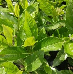 Amerikanischer Schneeball `Brandywine´ Viburnum Nudum `Brandywine´ 11 Amerikanischer Schneeball `Brandywine´ Viburnum Nudum `Brandywine´ -Obstgartenliebe Geschaft Viburnum nudum 2