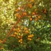 Wildaprikose Prunus Armeniaca