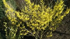 Zaubernuss `Arnold Promise´ Hamamelis X Intermedia `Arnold Promise´ -Obstgartenliebe Geschaft Zaubernuss