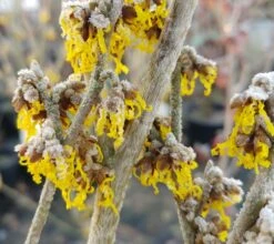 Zaubernuss `Arnold Promise´ Hamamelis X Intermedia `Arnold Promise´ -Obstgartenliebe Geschaft Zaubernuss 4