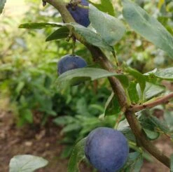 Zibarte Voraussichtlich Ab Juni/Juli Wieder Verfügbar 7 Zibarte Voraussichtlich Ab Juni/Juli Wieder Verfügbar -Obstgartenliebe Geschaft Zibarte 2