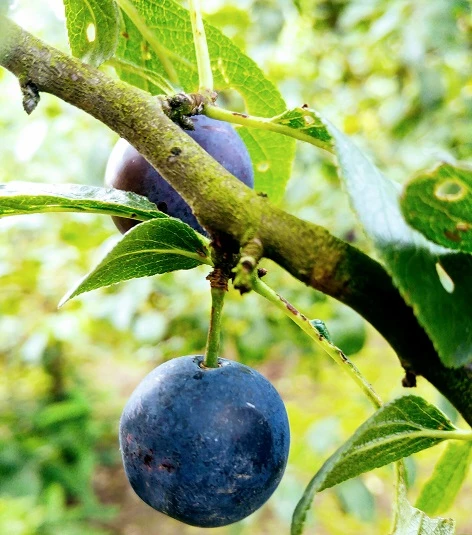 Zibarte Voraussichtlich Ab Juni/Juli Wieder Verfügbar 1 Zibarte Voraussichtlich Ab Juni/Juli Wieder Verfügbar