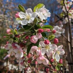 Zierapfel `Evereste´ Malus 9 Zierapfel `Evereste´ Malus -Obstgartenliebe Geschaft Zierapfel Evereste