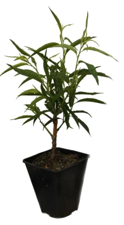 Zierpfirsich `Taoflora ® White´ (mit Essbaren Früchten) Prunus Persica `Taoflora ® White´ -Obstgartenliebe Geschaft Zierpfirisch Taoflora white