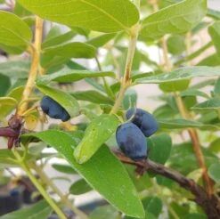 Sibirische Blaubeere / Honigbeere `Zojka Lonicera Kamtschatica `Zojka´ -Obstgartenliebe Geschaft Zojka sibirische Blaubeere