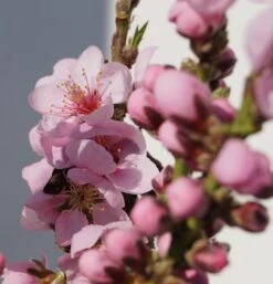 Zwergnektarine `Rubis® Necta ZeeⓈ´ Prunus Nucipersica -Obstgartenliebe Geschaft Zwerg nektarine bl te