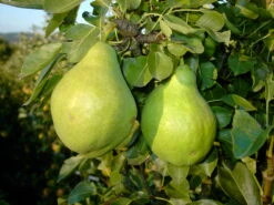 Zwergbirne Helenchen Pyrus Communis `Helenchen´