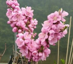 Zwergnektarine `Nectarella´ Prunus Nucipersica -Obstgartenliebe Geschaft Zwergnektarine Bl te