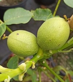 Zwerg-Walnuss Juglans Regia Var. Fertilis -Obstgartenliebe Geschaft Zwergwalnuss3