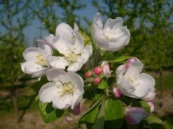 Allegro Ⓢ Malus Domestica -Obstgartenliebe Geschaft allegro2