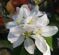 Alkmene Malus Domestica -Obstgartenliebe Geschaft almene