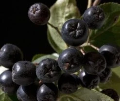 Aronia- Apfelbeere Nero Aronia Prunifolia `Nero´ -Obstgartenliebe Geschaft aronia nero 600x600