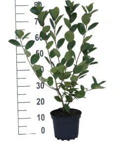 Aronia- Apfelbeere Nero Aronia Prunifolia `Nero´ -Obstgartenliebe Geschaft aronia neroiiPvXE42DygxM