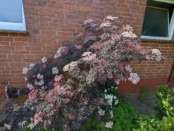 Holunder Black Lace ® Sambucus Nigra `Black Lace´ 10 Holunder Black Lace ® Sambucus Nigra `Black Lace´ -Obstgartenliebe Geschaft black lace6