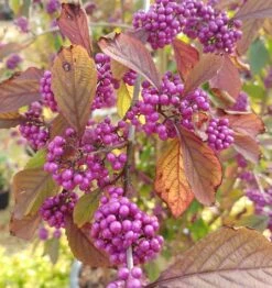 Schönfrucht, Liebesperlenstrauch Callicarpa Bodinieri `Profusion´ -Obstgartenliebe Geschaft callicarpa