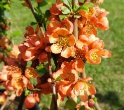 Nordische Zitrone, Zierquitte `Cido´ Chaenomeles Japonica `Cido´ 5 Nordische Zitrone, Zierquitte `Cido´ Chaenomeles Japonica `Cido´ -Obstgartenliebe Geschaft cido 1