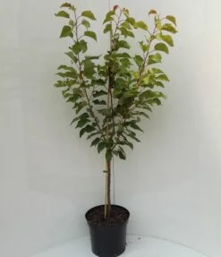 Kompakt Wachsende Aprikose `CompactaⓇ´ Prunus Armeniaca `Compacta´ -Obstgartenliebe Geschaft compacta