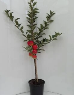 Elstar ® Malus Domestica -Obstgartenliebe Geschaft elstar bscuhbaum