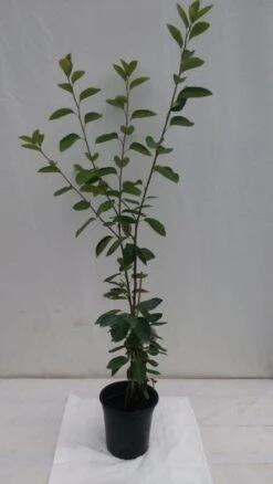 Prince William-Großfruchtige Felsenbirne Amelanchier `Prince William´ -Obstgartenliebe Geschaft fELSENBIRNE 600x600