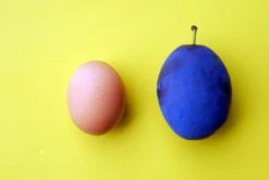 Haganta (S) Prunus Domestica `Haganta´ 10 Haganta (S) Prunus Domestica `Haganta´ -Obstgartenliebe Geschaft haganta12