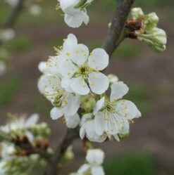 Hanita ® Prunus Domestica `Hanita 10 Hanita ® Prunus Domestica `Hanita -Obstgartenliebe Geschaft hanita bl te