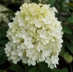Rispenhortensie `Bobo®´ Hydrangea Paniculata `Bobo´ -Obstgartenliebe Geschaft hortensie bobo1
