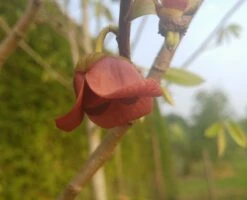 Indianerbanane (Halbstamm 160-180cm) Asimina Triloba -Obstgartenliebe Geschaft indianer 2