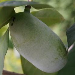 Veredelte Indianerbanane (Paw Paw) `Prima 1216´ (40-60cm) Asimina Triloba `Prima 1216´ -Obstgartenliebe Geschaft indianerbanane43 1