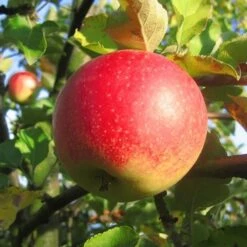 Jonagold Malus Domestica -Obstgartenliebe Geschaft jonagold