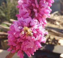 Judasbaum Cercis Siliquastrum -Obstgartenliebe Geschaft judasbaum mit biene 3UmROOMoGkmKP3