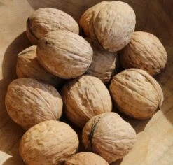 Obstgartenliebe Geschaft -Obstgartenliebe Geschaft juglans fertilis 1