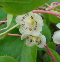 Bayern-Kiwi `Issai´ (selbstfruchtbar) Actinidia Arguta `Issai´ -Obstgartenliebe Geschaft kiwi issai bl te