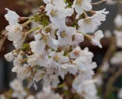 Zwerg-Zierkirsche `Kojou-no-mai´ Prunus Incisa `Kojou-no-mai´ -Obstgartenliebe Geschaft kojou no mai2