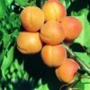Aprikose `Kuresia´ (einjährige Pflanze) Prunus Armeniaca `Kuresia´