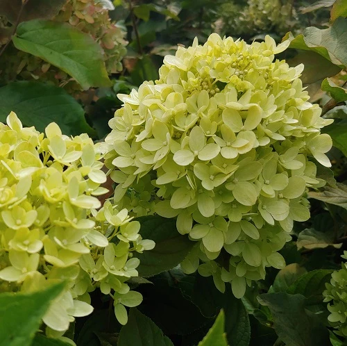 Rispenhortensie `Little Lime®´ Hydrangea Paniculata `Little Lime´ 2 Rispenhortensie `Little Lime®´ Hydrangea Paniculata `Little Lime´ – Bild 2