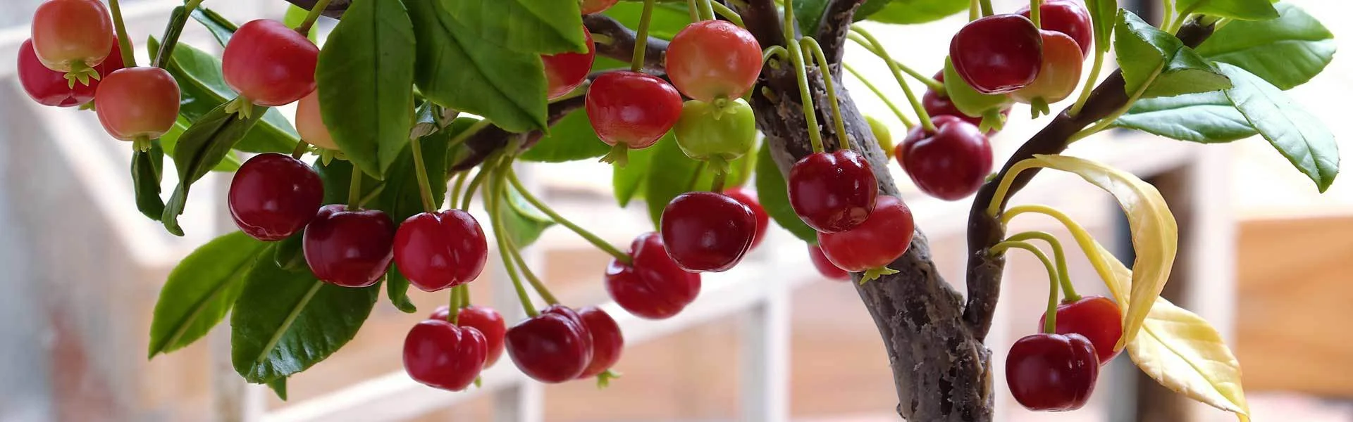 Obstgartenliebe Geschaft -Obstgartenliebe Geschaft minikirschbaum bonsai