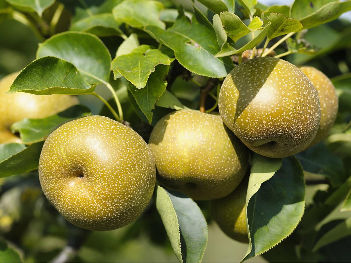 Obstgartenliebe Geschaft -Obstgartenliebe Geschaft nashi birne aufmacher florapress 01461628