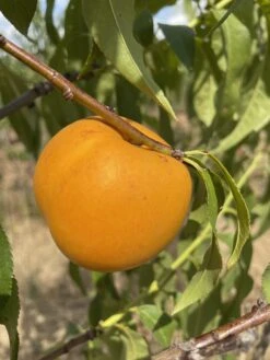 Honig-Nektarine `Bellarina´ Prunus Nucipersica `Bellarina´ -Obstgartenliebe Geschaft nektarine bellarina frucht