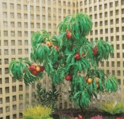 Zwergnektarine `Rubis® Necta ZeeⓈ´ Prunus Nucipersica -Obstgartenliebe Geschaft nektarine necta zee rubis baum